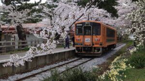 尊富士関の優勝をお祝いするメロス号と芦野公園駅の桜