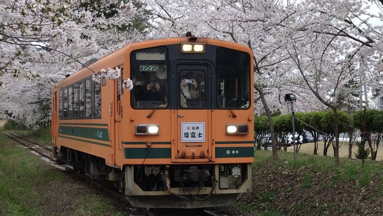 尊富士関の優勝をお祝いするメロス号と芦野公園の桜